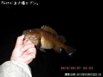 エゾメバル