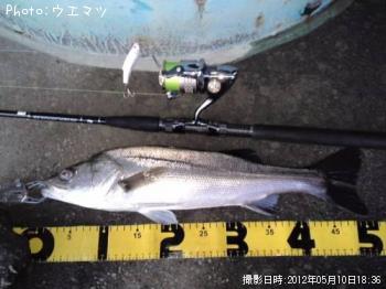 シーバス