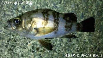 癒しメバル