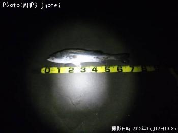 シーバス