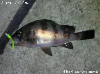 メバル
