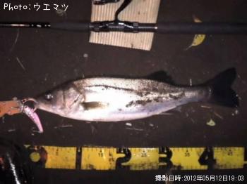 シーバス