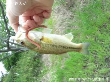 ラージマウスバス