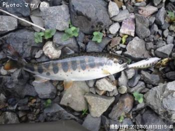 アマゴ