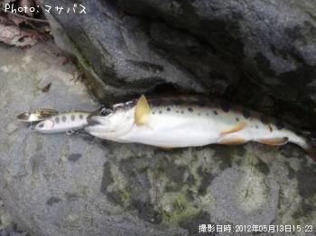 アマゴ