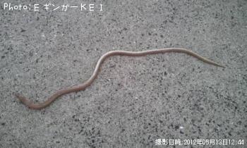 海蛇？