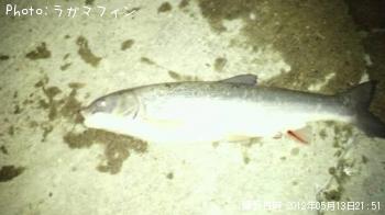 オオガイ