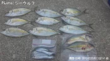 シマアジ