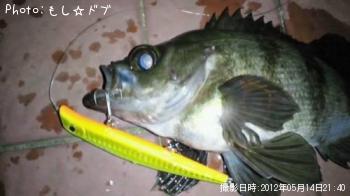 メバル