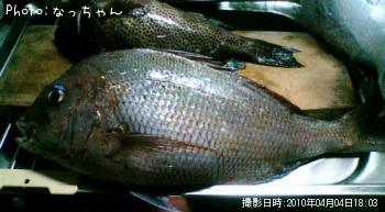 マダイ