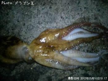 タコ