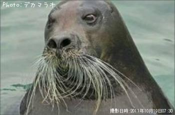 饷