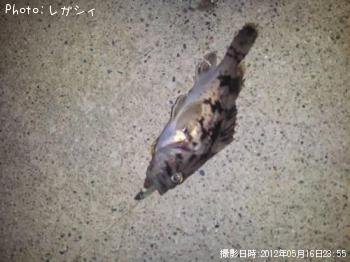 クロソイ
