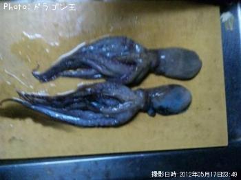 タコ