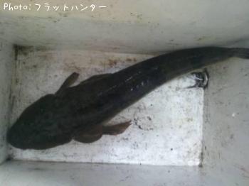 マゴチ　　　チヌ
