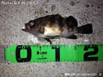 メバル