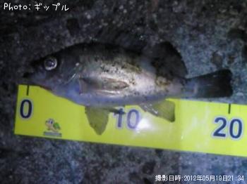 メバル