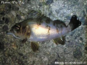 メバル