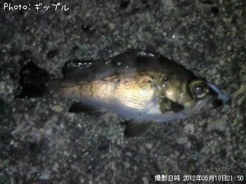 メバル