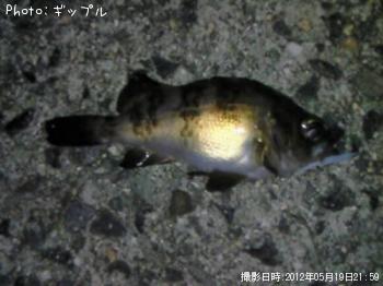 メバル