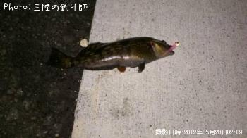 アイナメ