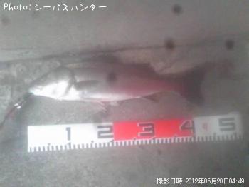 シーバス