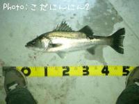 シーバス