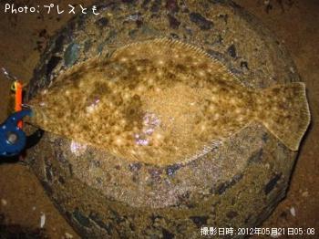 ヒラメ