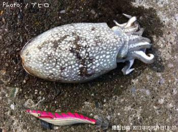 コウイカ