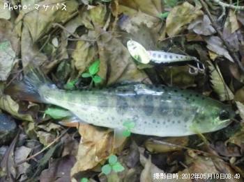 アマゴ