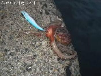 タコ