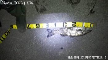 シーバス