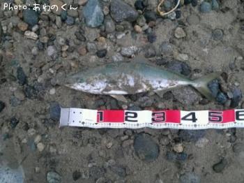 イナダ