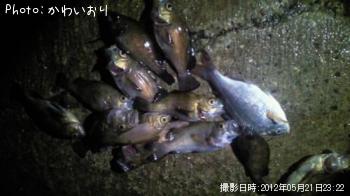 メバル