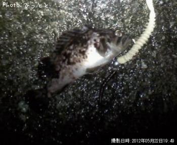 クロソイ
