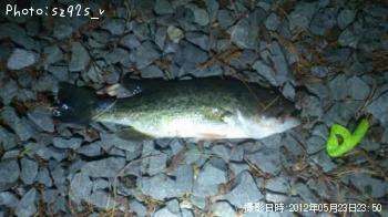 ブラックバス