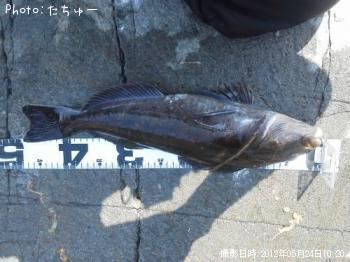アイナメ