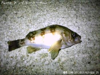 メバル