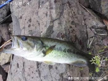 ブラックバス
