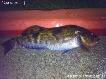 アイナメ