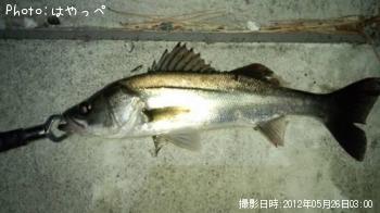 シーバス
