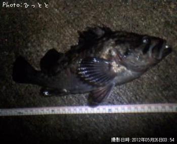 クロソイ
