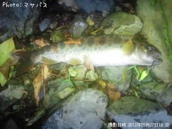 アマゴ
