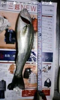 ススギ