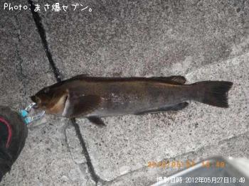 アイナメ