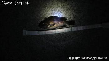 メバル