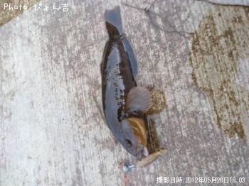 ʥ