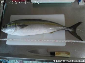 ワラサ