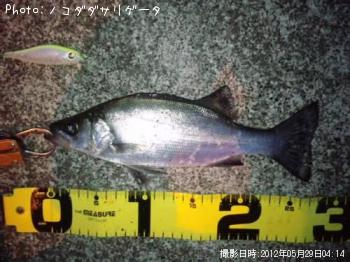 ҥ饻
