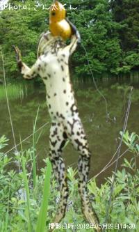 ウシガエル